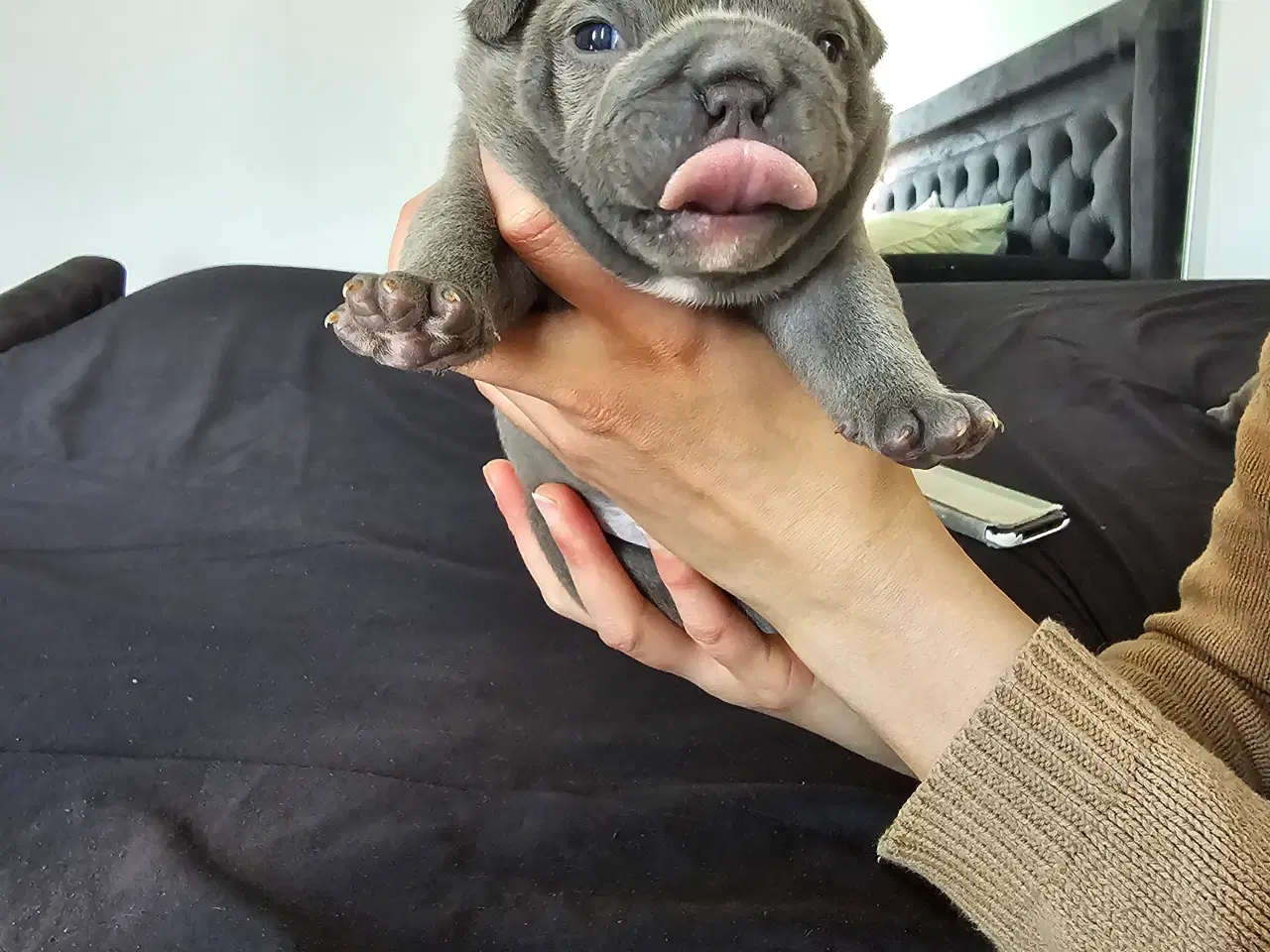 Billede 7 - American bully 