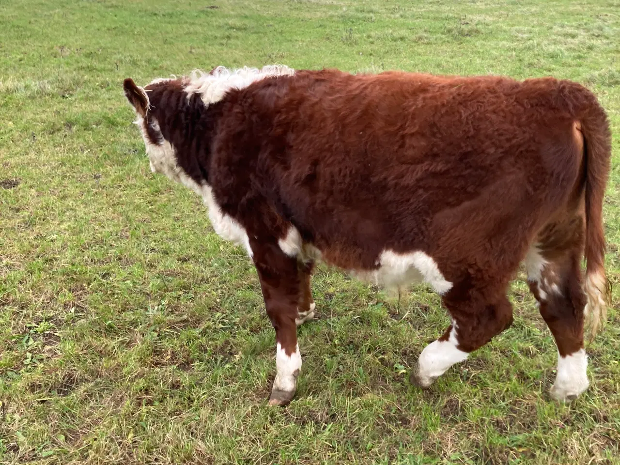 Billede 5 - Økologiske Hereford kalve sælges.