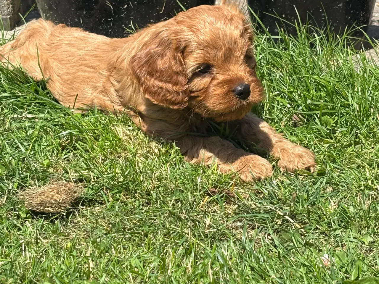 Billede 5 - Cavapoo hvalpe - flytteklar uge 29 