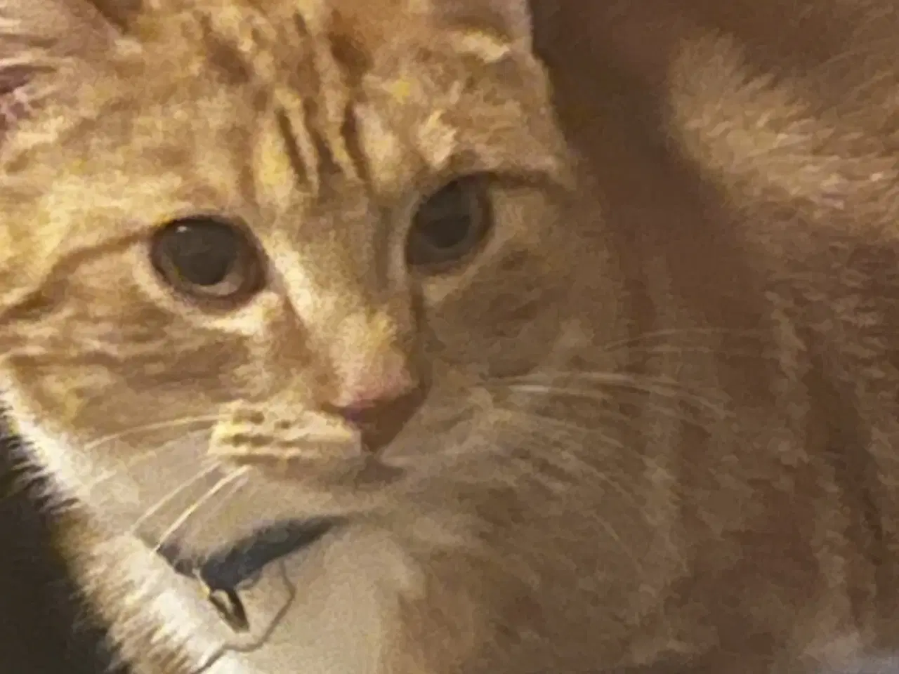 Billede 5 -   Presseret situation: To voksne katte har akut br