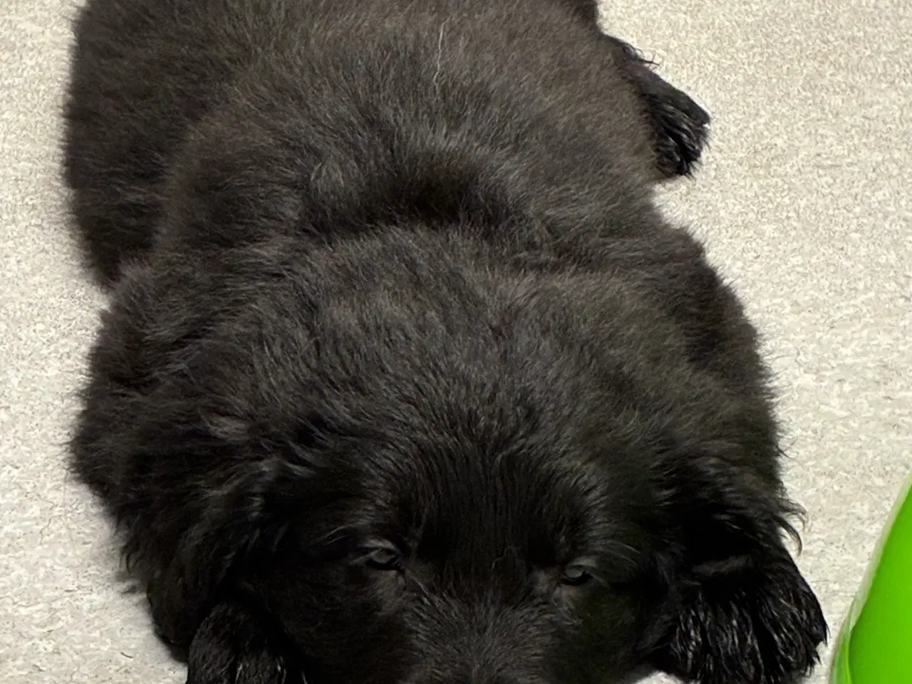 Billede 7 - Skønne familiehunde. Kun 2 tilbage. 