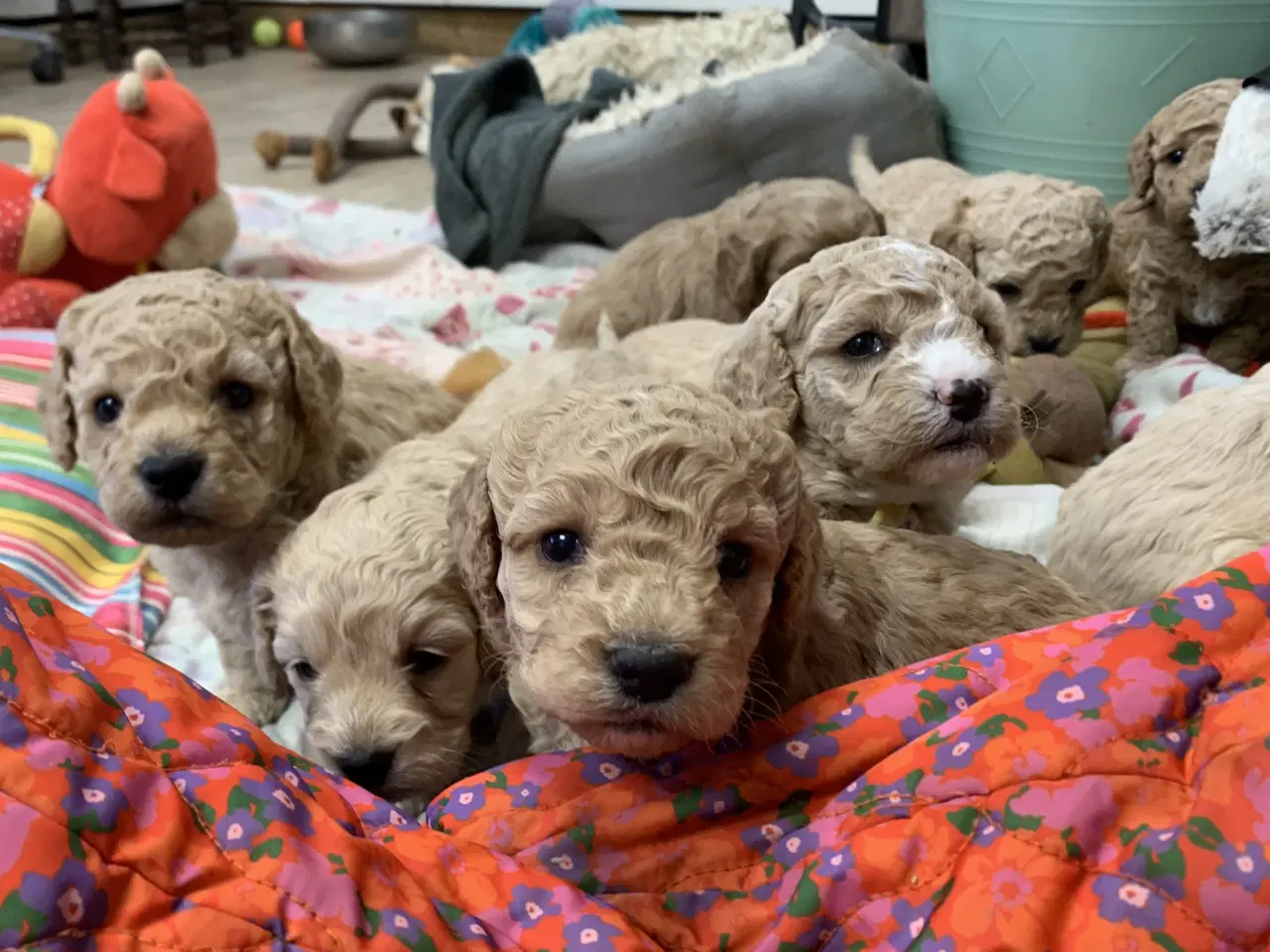 Billede 11 - Amerikanske Cockerpoo babyer 