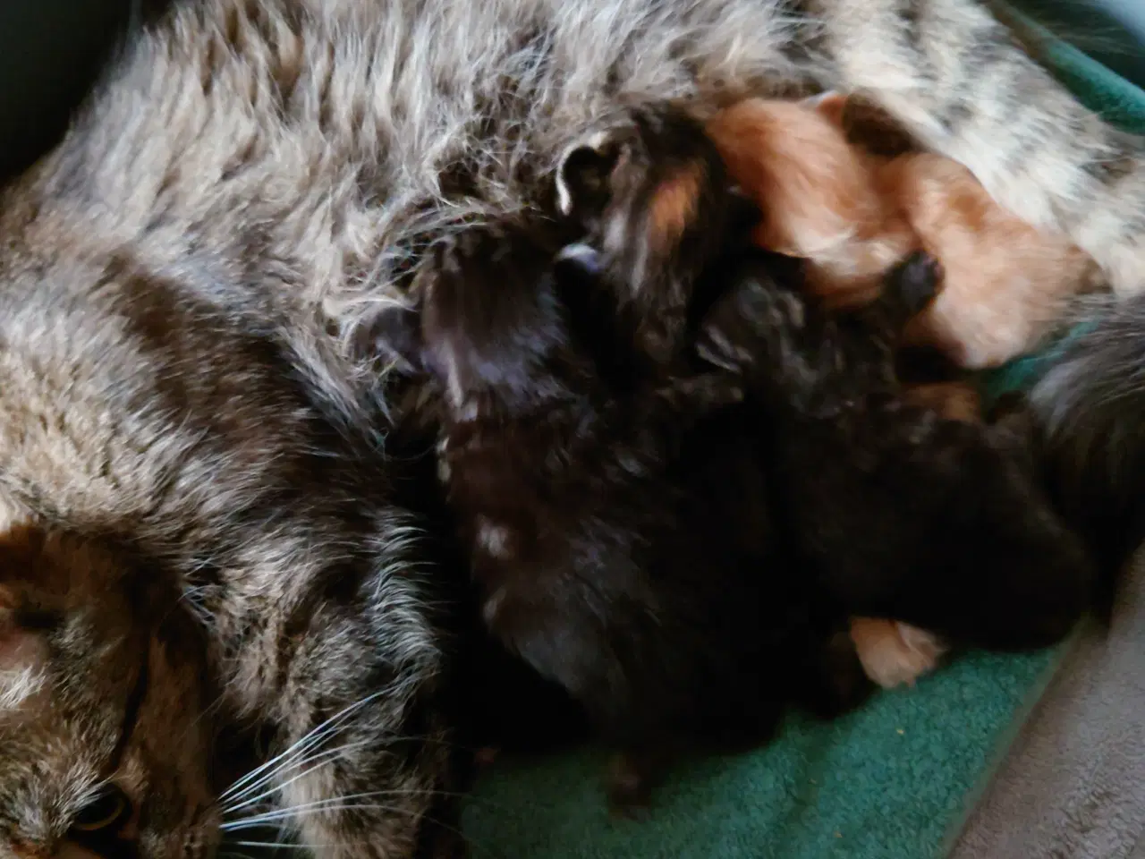 Billede 9 - Maine coon killing Far med tavle