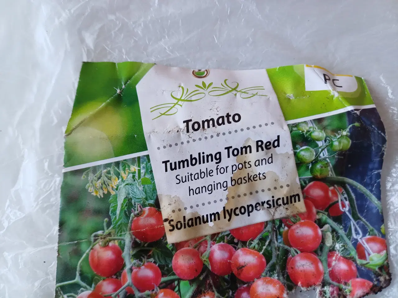 Billede 2 - Tomatplanter mange forskellige