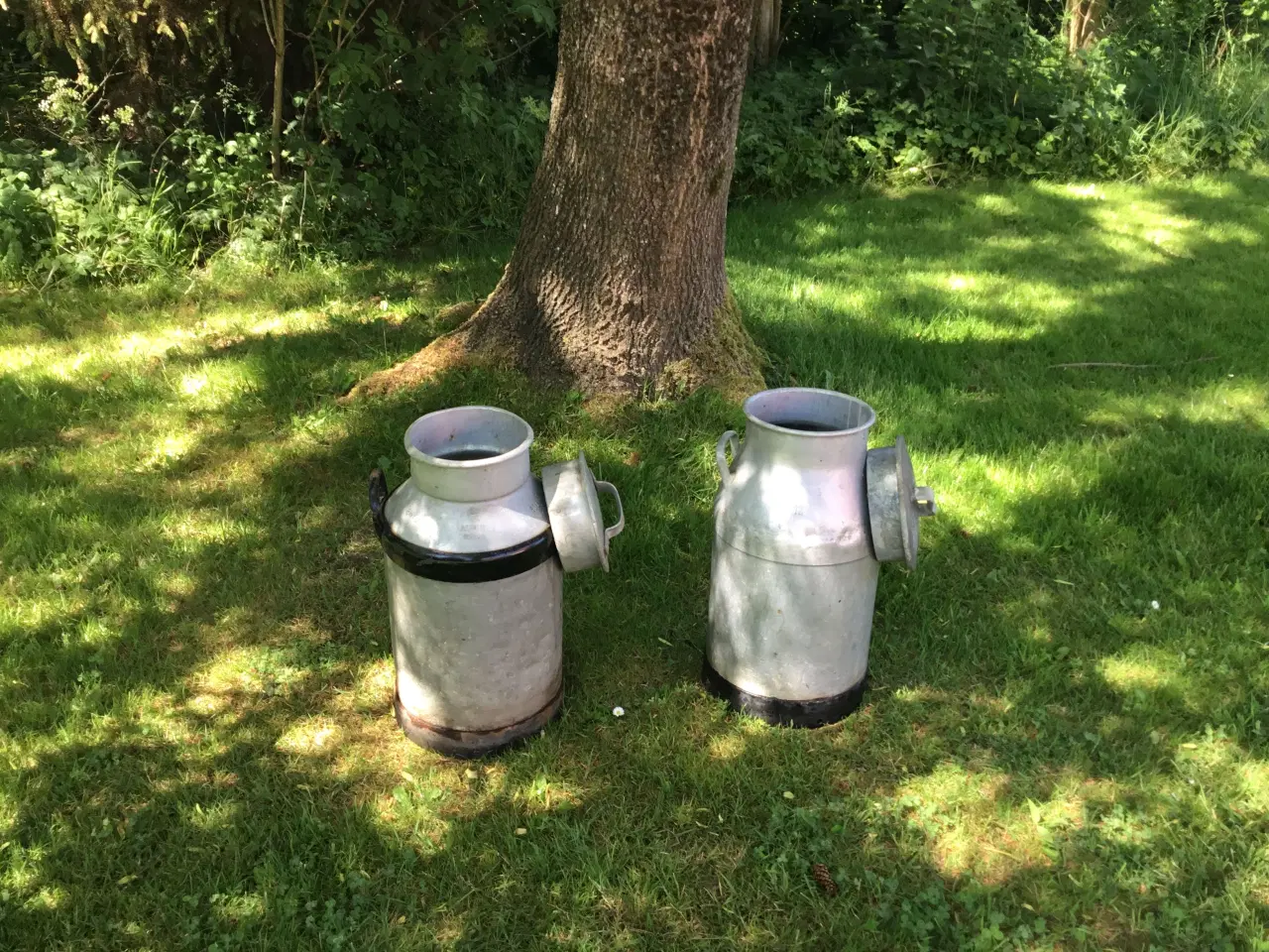 Billede 1 - Mælkejunger 30 l 