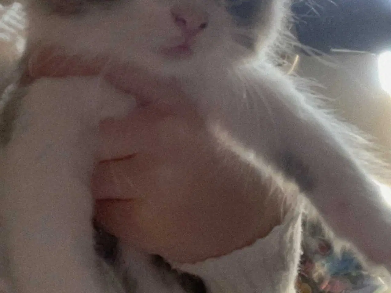 Billede 5 - Killinger mainecoon blandinger