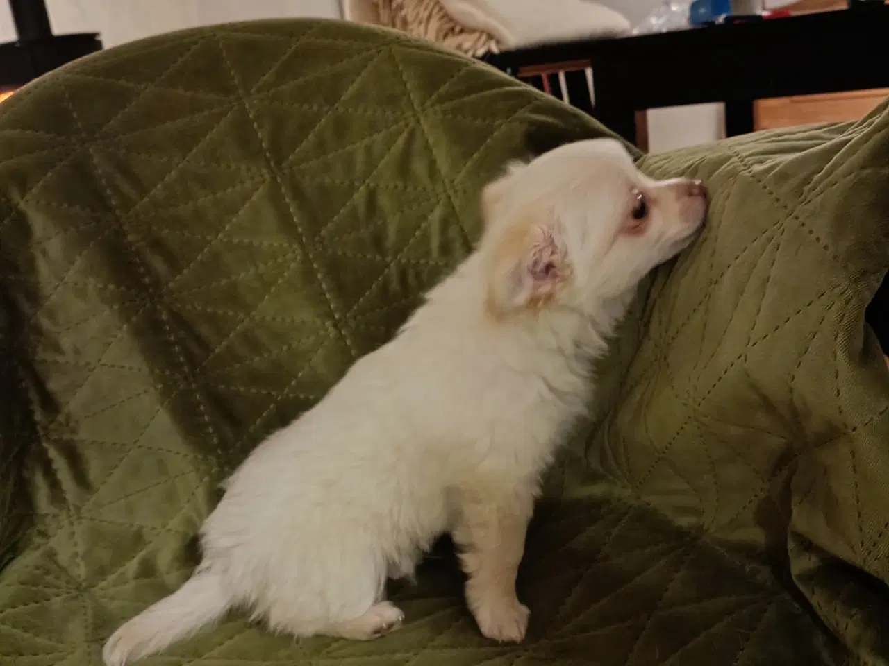 Billede 3 - 5 lækre små Chihuahua hvalpe!