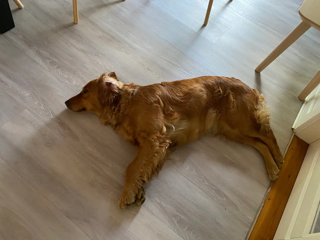 Billede 7 - Golden Retriever hvalpe