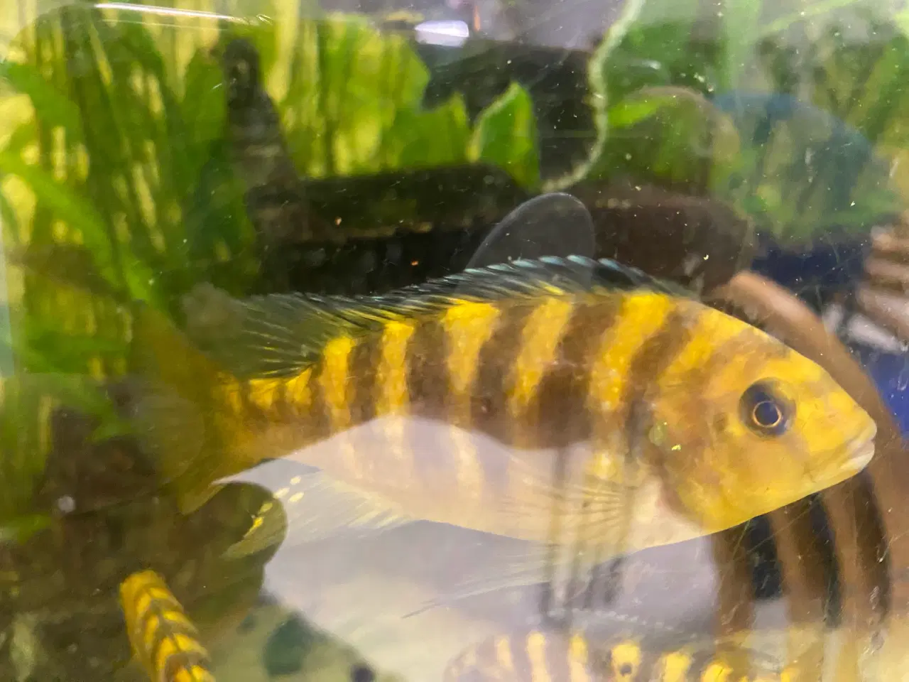 Billede 8 - Humlebi Cichlide (Maylandia Crabro)