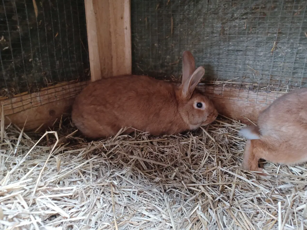 Billede 2 - New Zealand Red blandings hunner