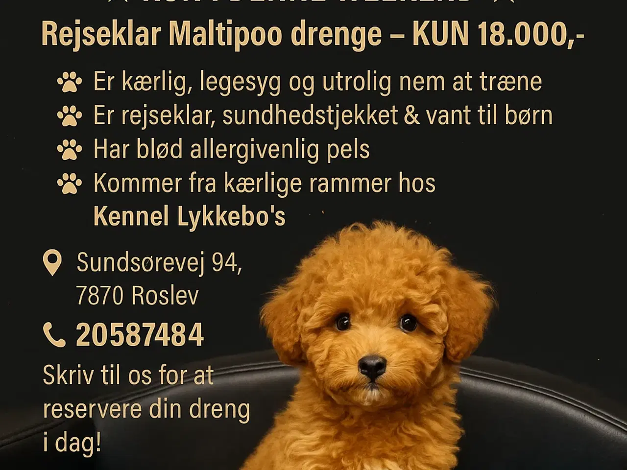 Billede 1 - 🐾maltipoo miniature 🩷💙🐾