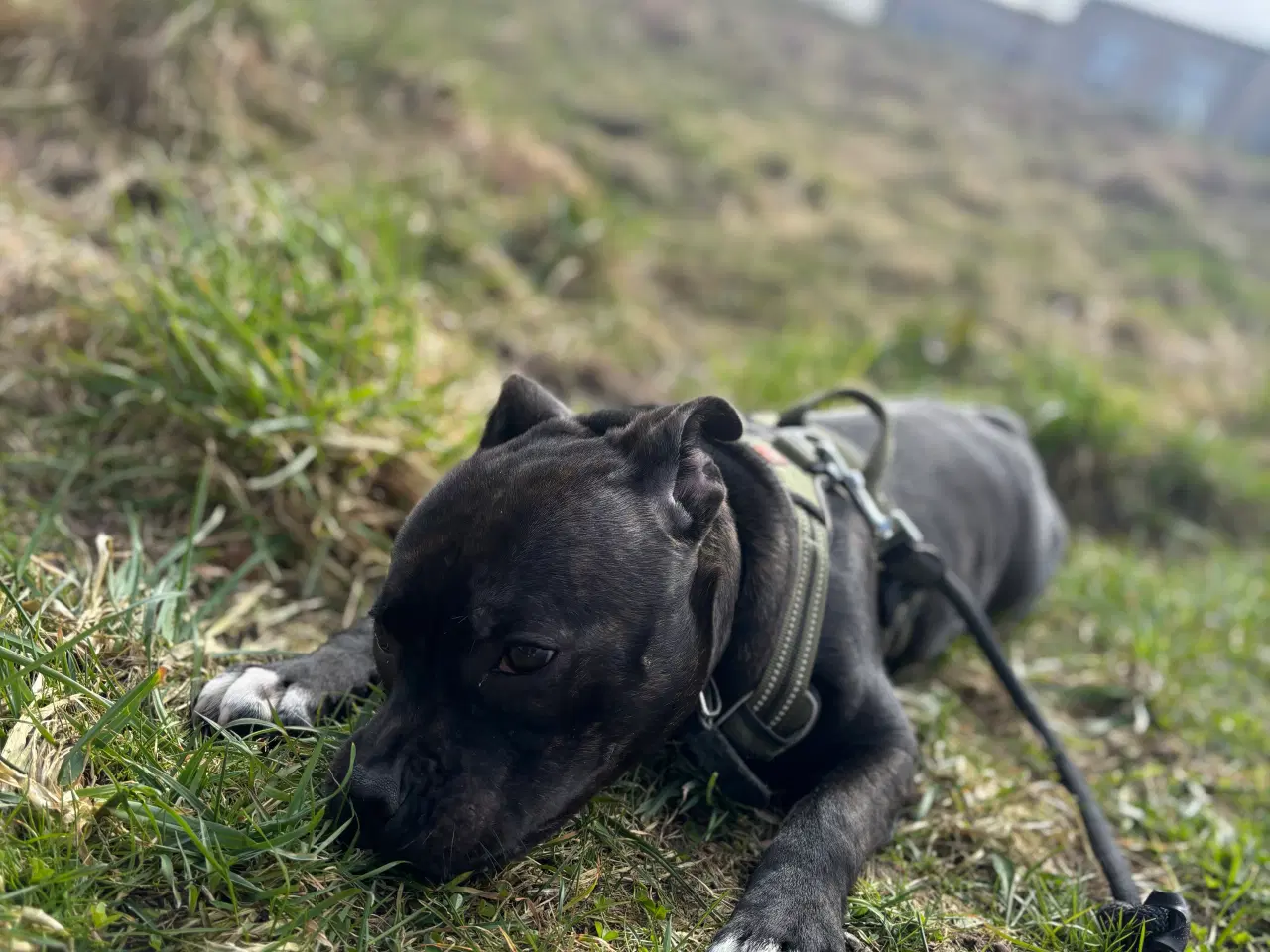 Billede 4 - Staffordshirt bull terrier(med stamtavle)