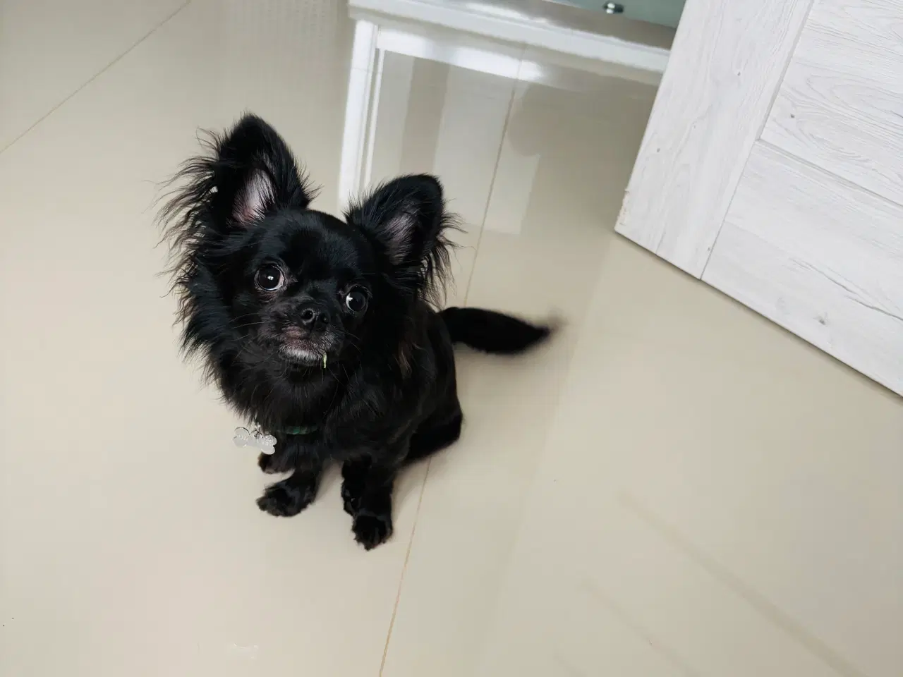 Billede 1 - Chihuahua hund 8 mdr