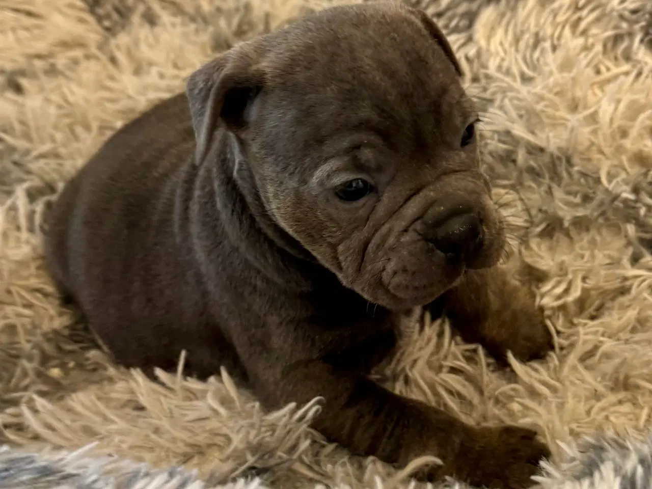 Billede 4 - Staffordshire/Old English Bulldog 