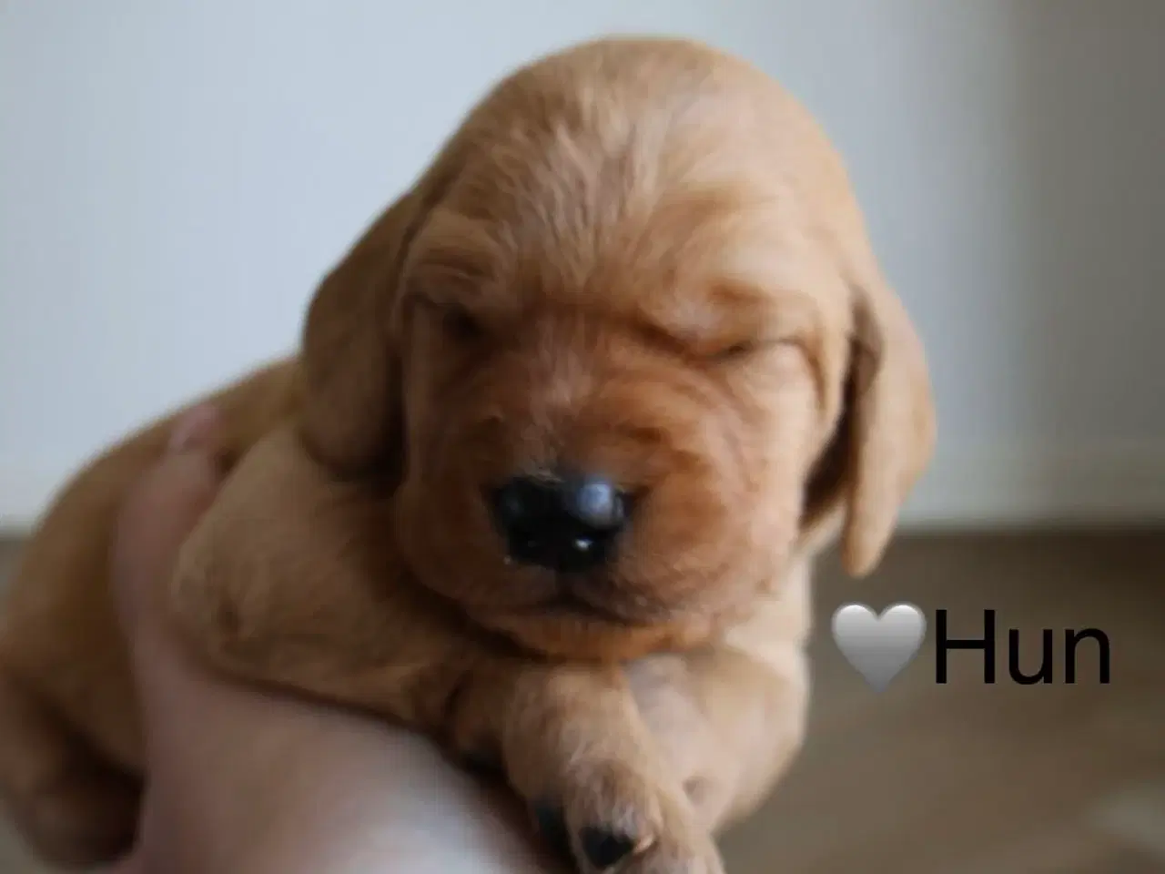 Billede 2 - Fineste Vizsla-doodle hvalpe