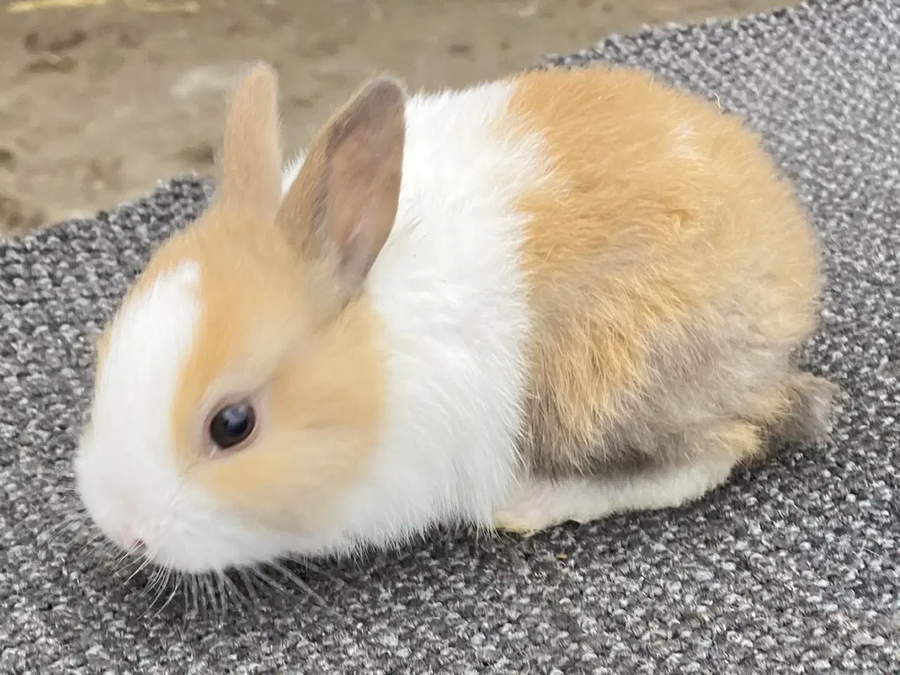 Billede 6 - HOLLÆNDER HUN MADAGSACAR