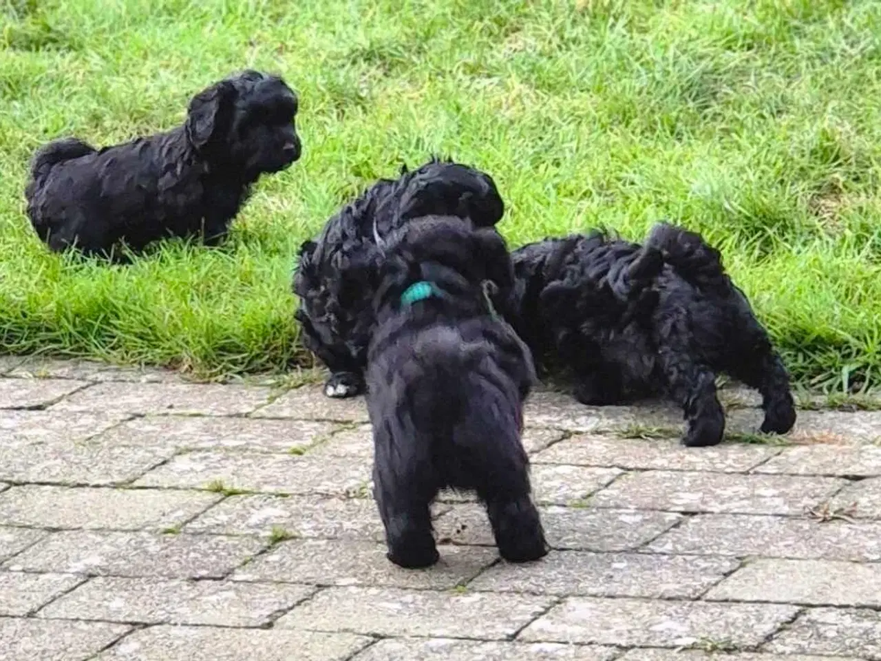 Billede 2 - Havapoo  F1-hvalpe