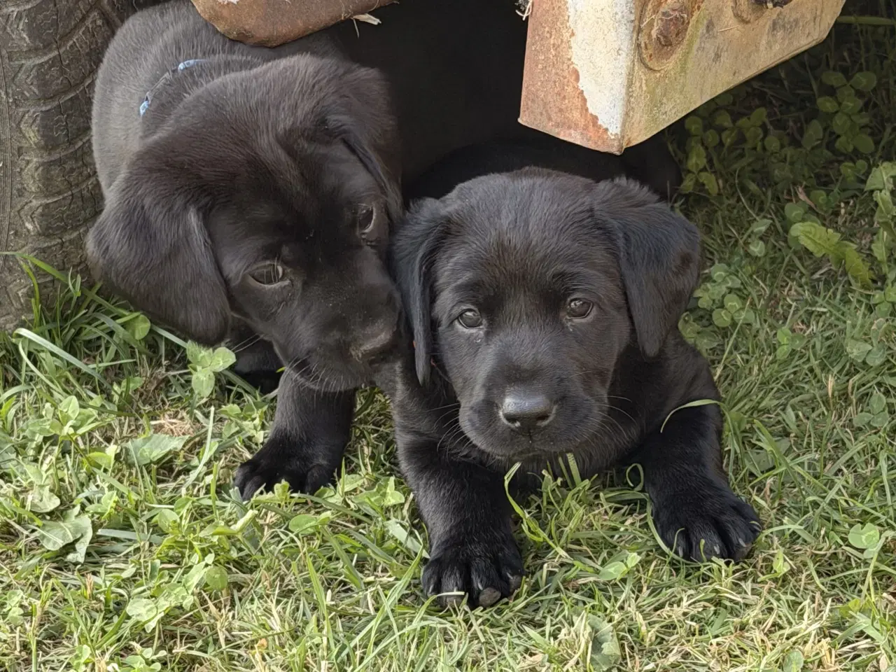 Billede 3 - Labrador hvalpe søger nye familier 🖤