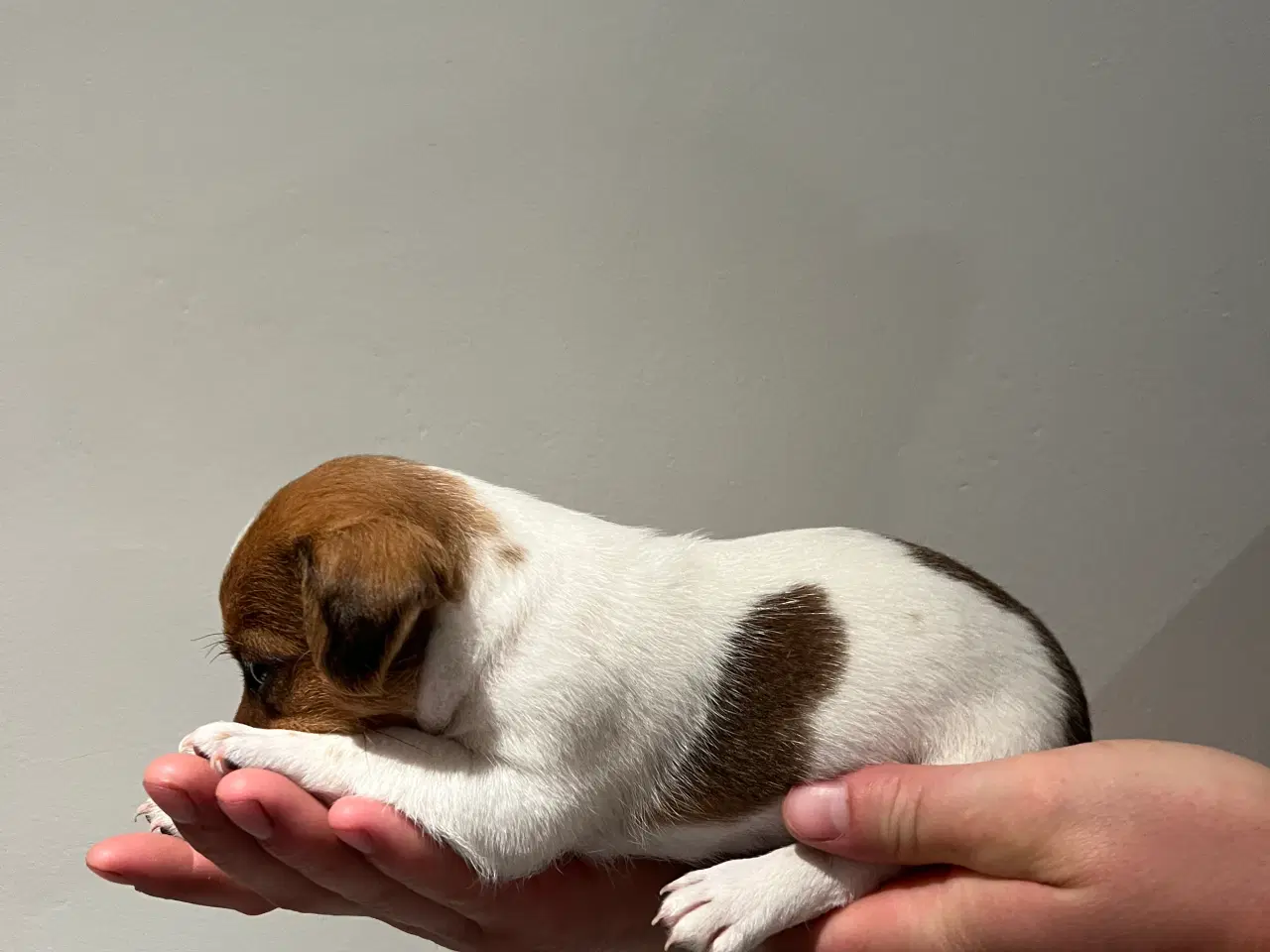 Billede 8 - Jack Russel Hvalpen