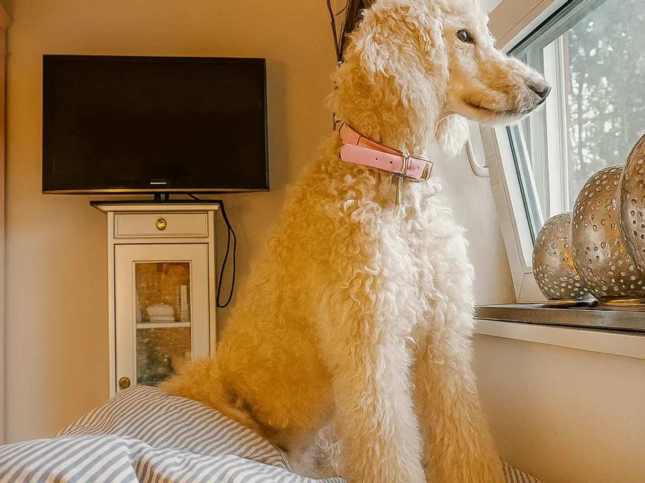 Billede 2 - Kongepuddel