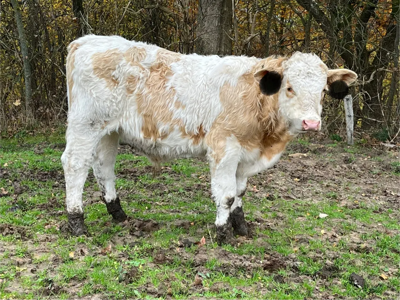 Billede 1 - Simmentaler tyrekalve søger nyt hjem