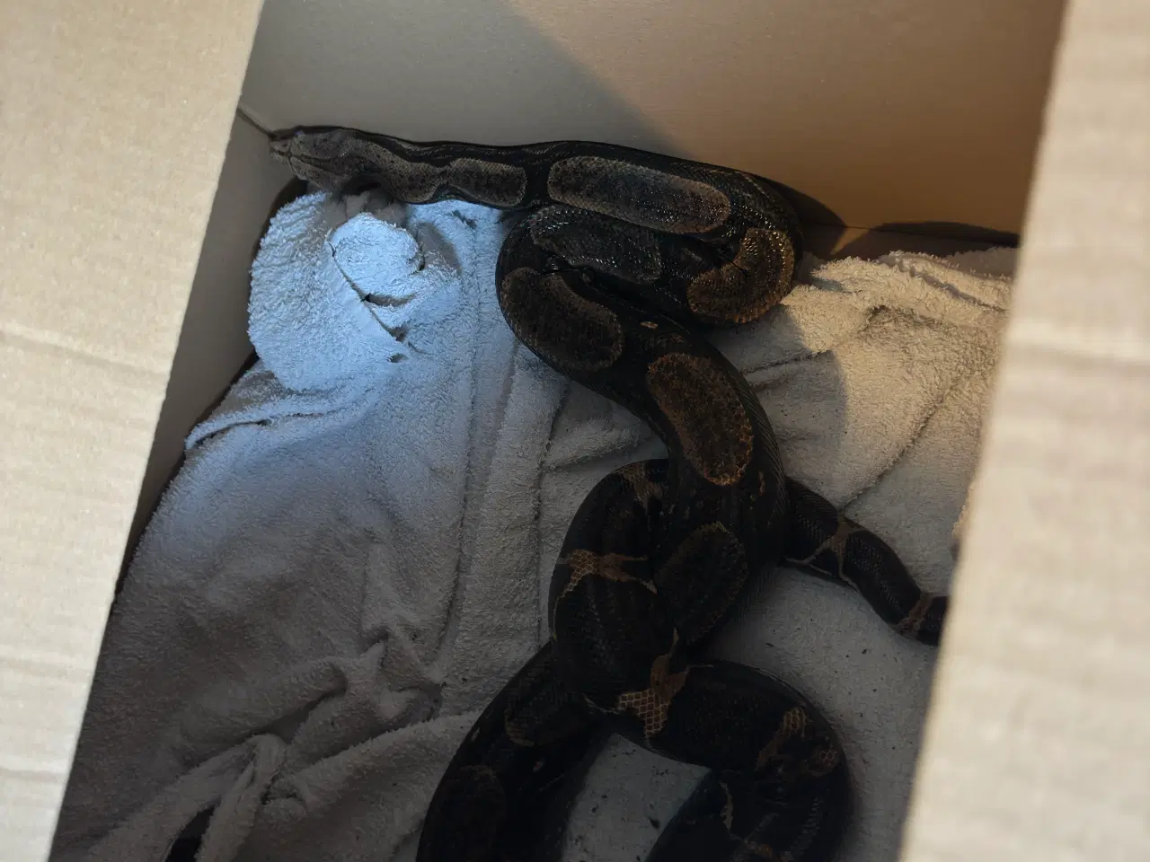 Billede 3 - Costa Rica Boa, Han + terrarie . Gives gratis væk 