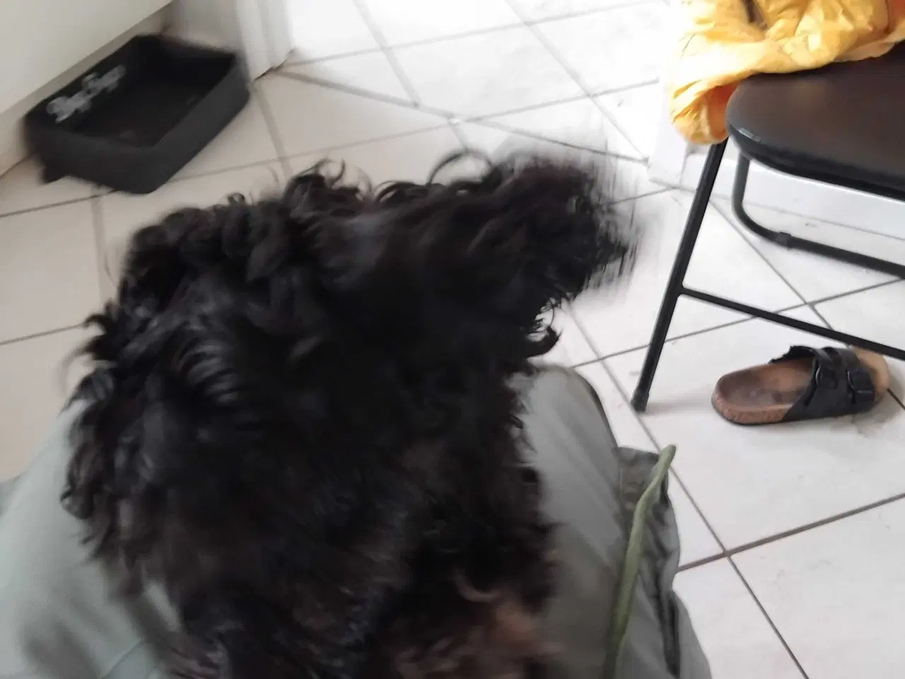 Billede 2 - Cavapoo 