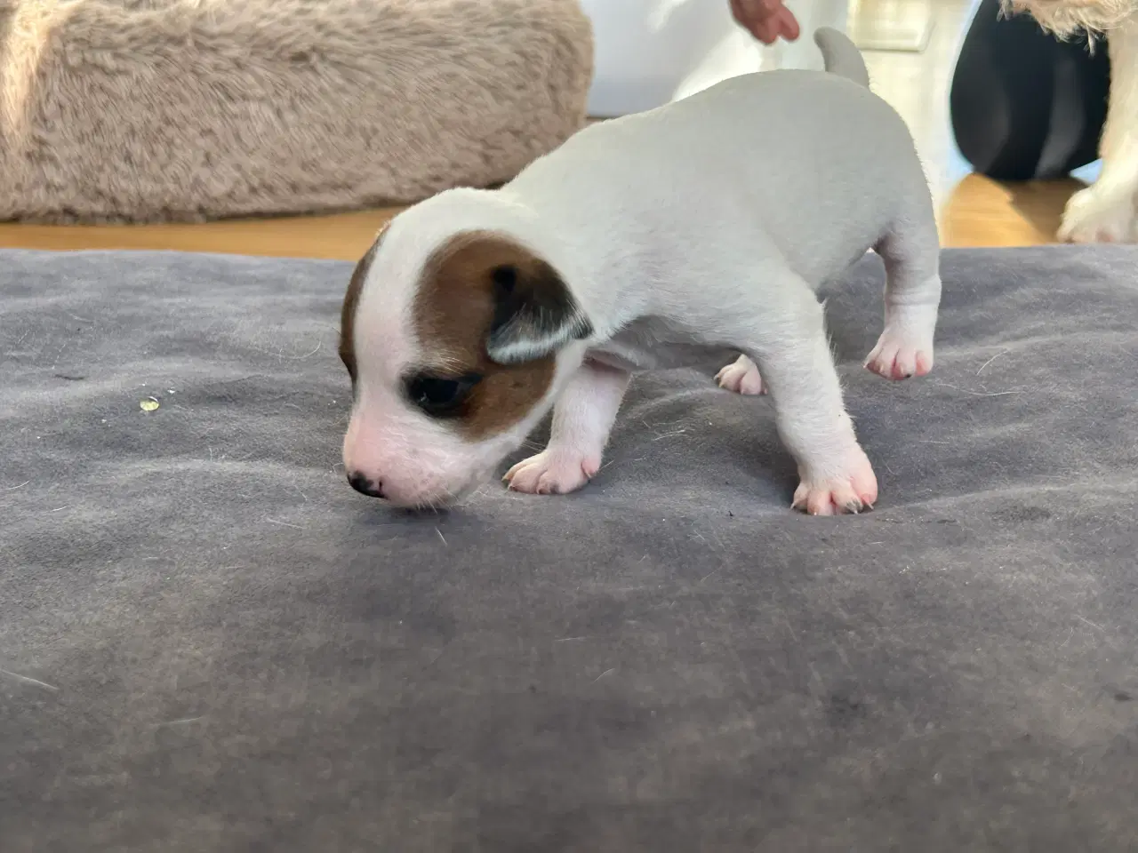 Billede 1 - Skønne Jack Russell Terrier hvalpe søger nyt hjem