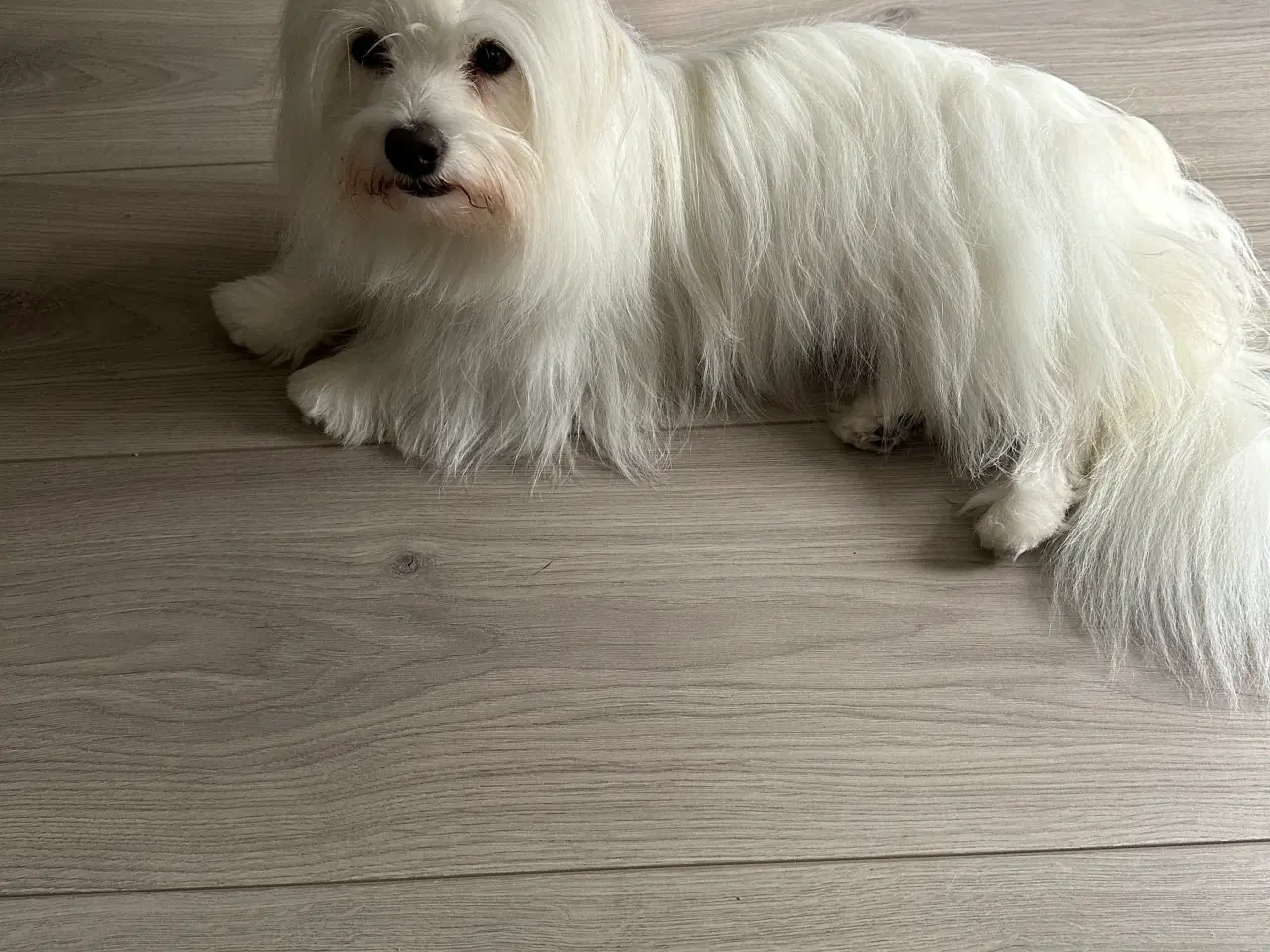 Billede 7 - Coton de Tulear hvalpe