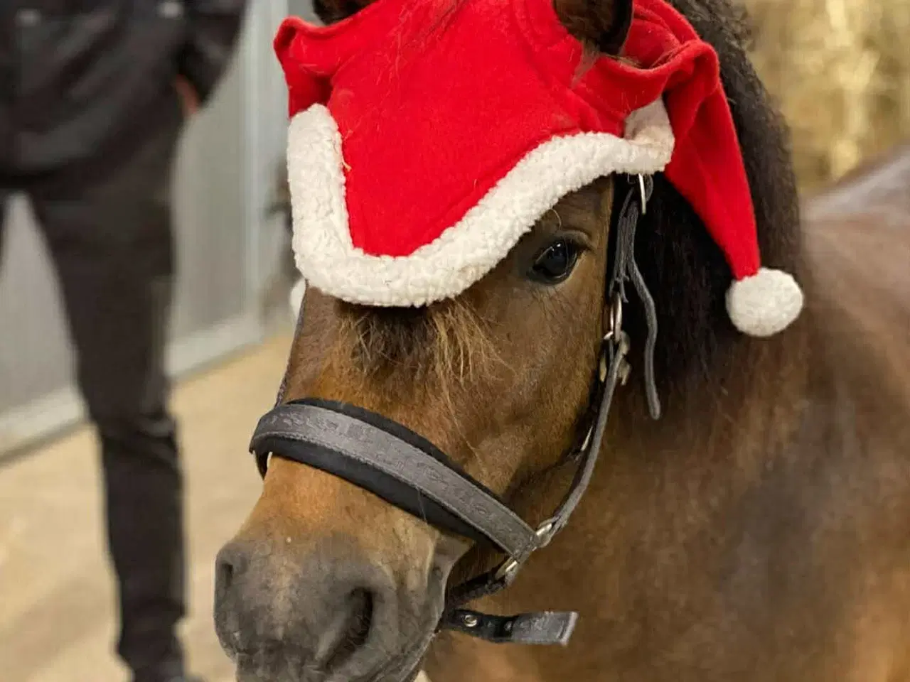 Billede 5 - Hingst/avlhopper Sælges 