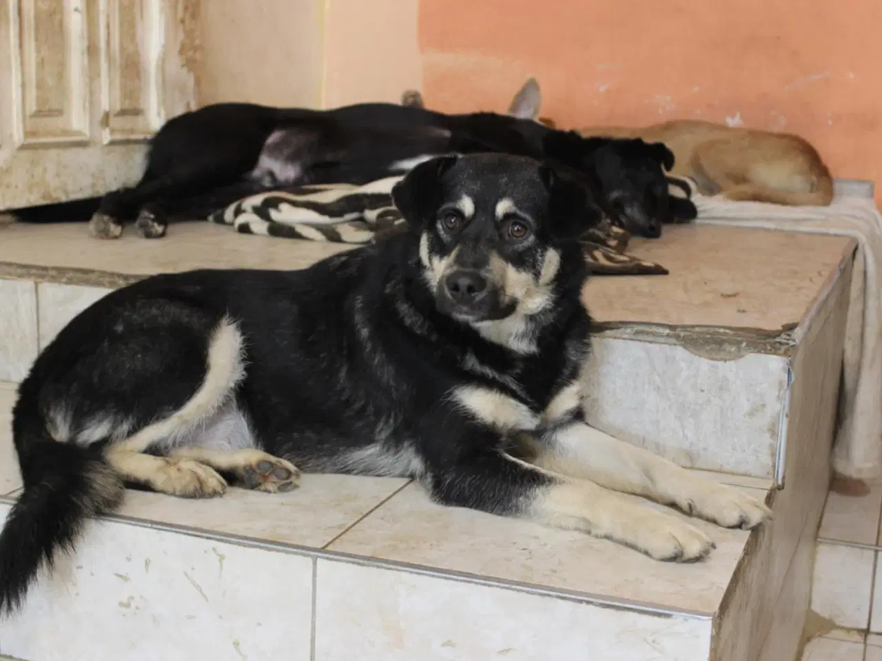 Billede 3 - Smukke Zigga søger sit 4ever hjem