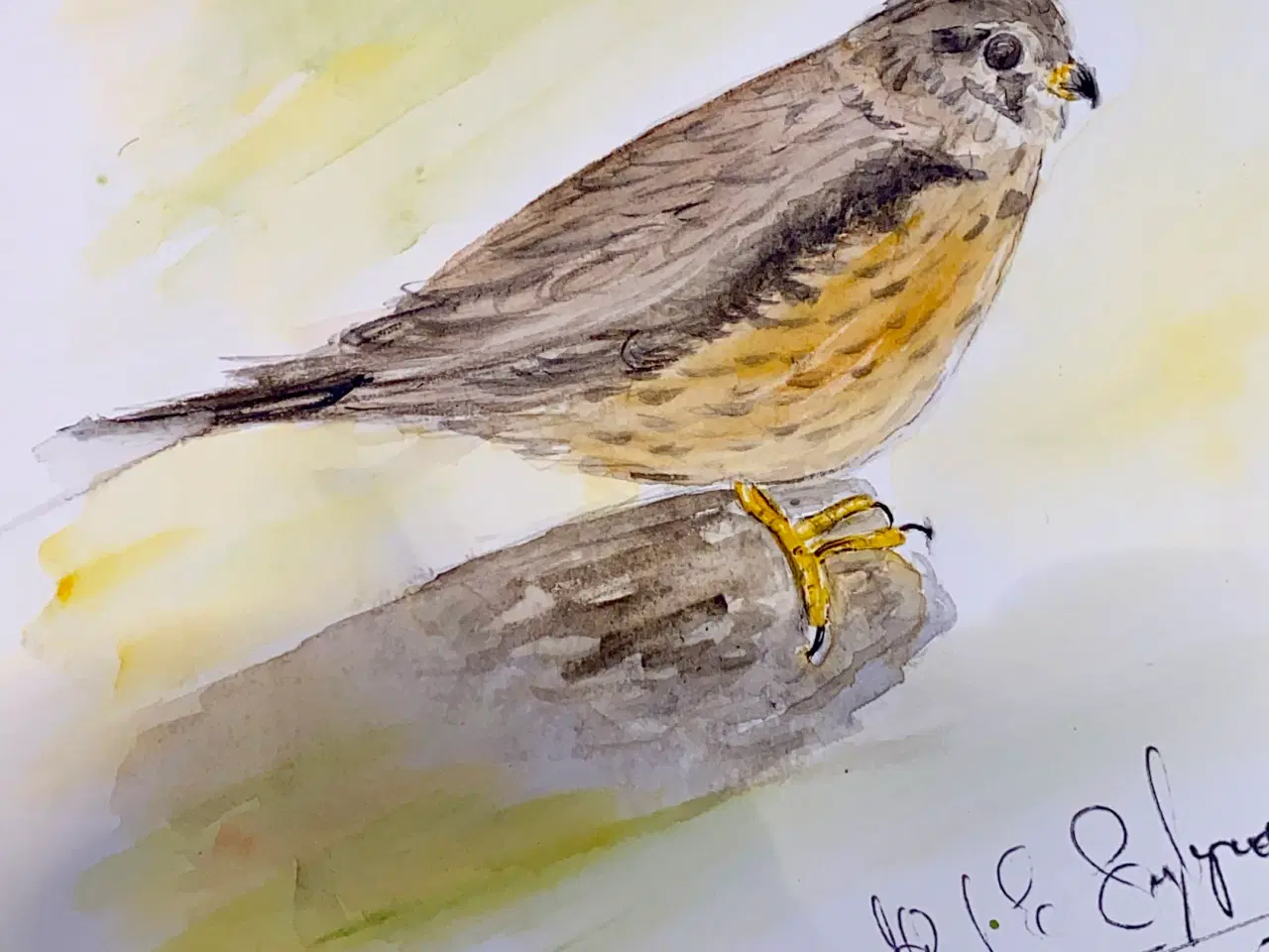 Billede 14 - Akvareller 