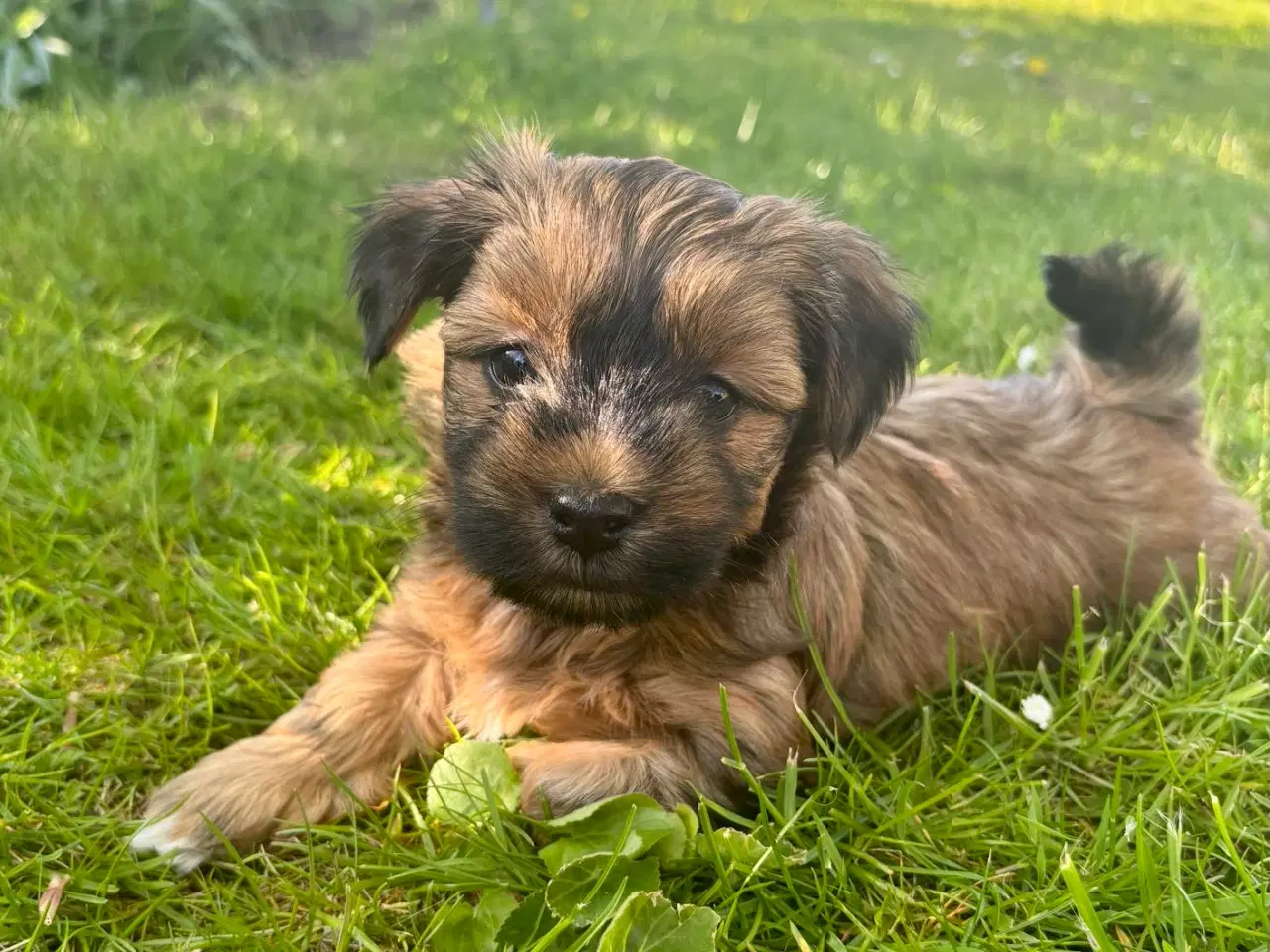 Billede 3 - Skønne Bichon Havanais-hvalpe