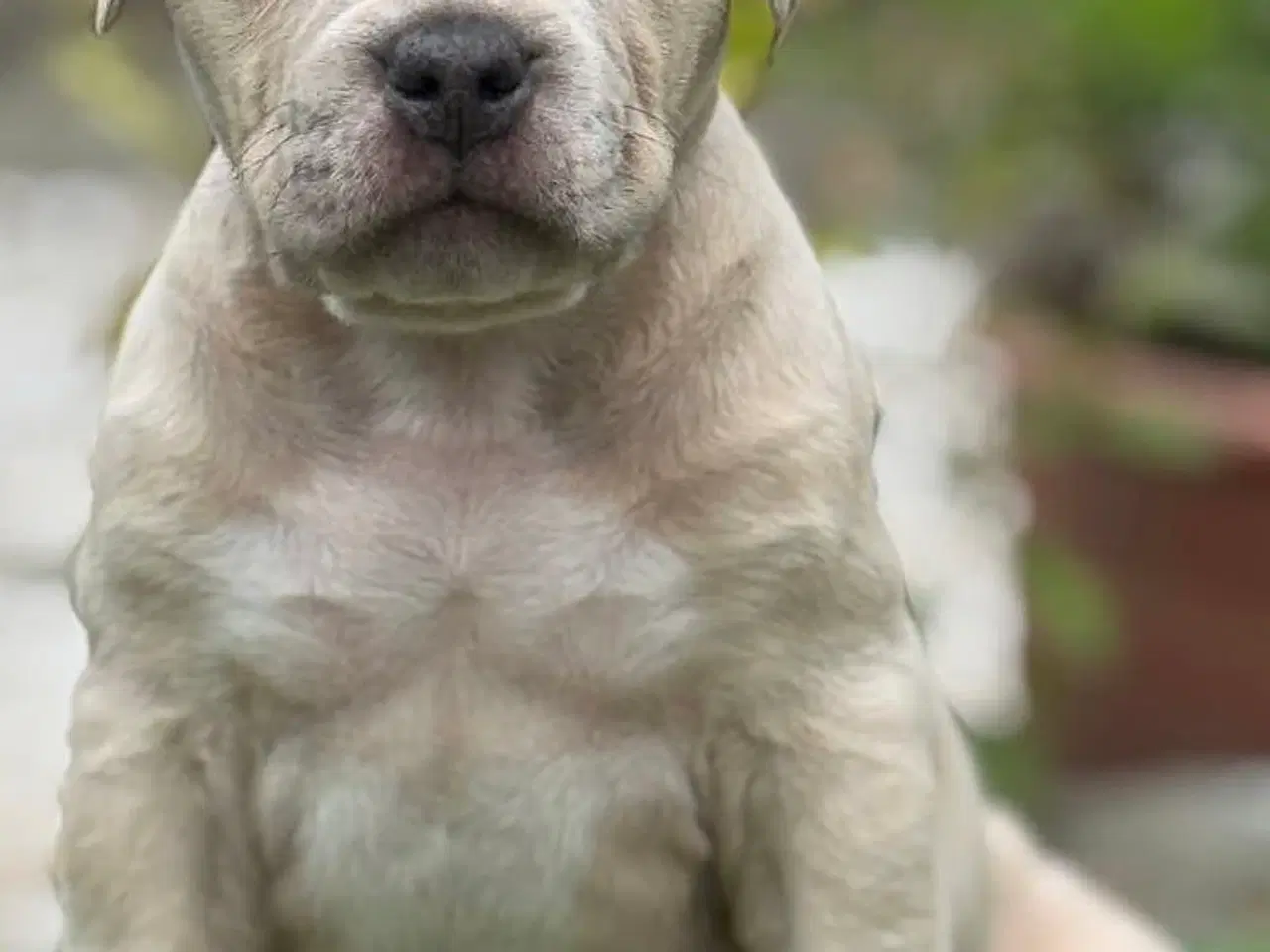 Billede 3 - American Bully han hundehvalp