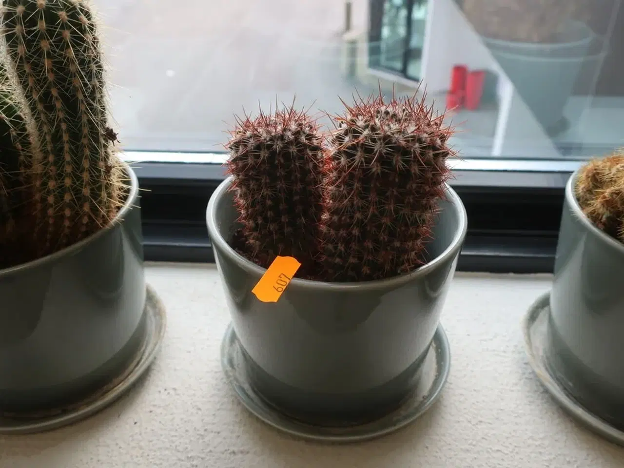 Billede 3 - 3 stk. kaktusser