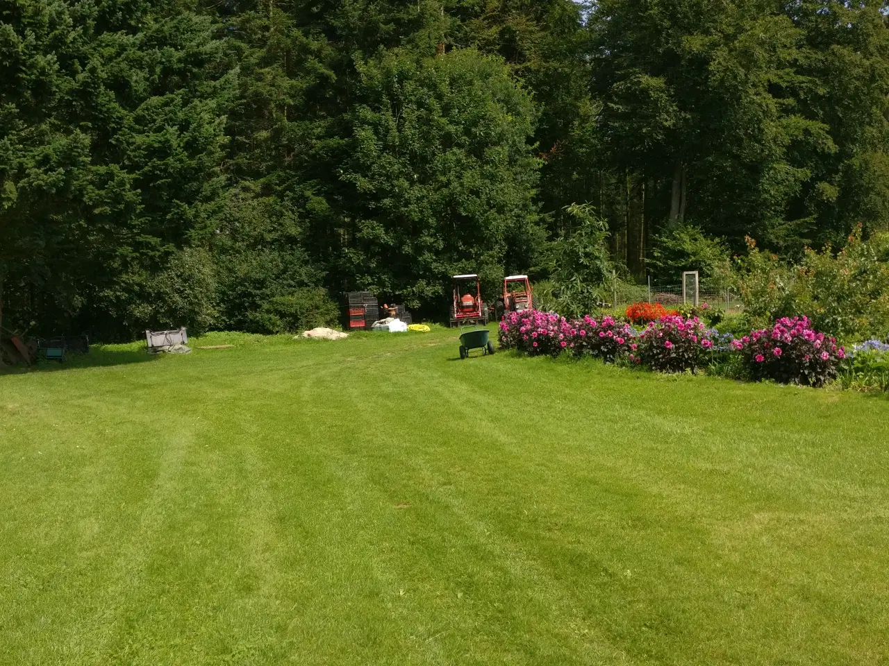 Billede 1 - undulater fra i sommer i flere farver