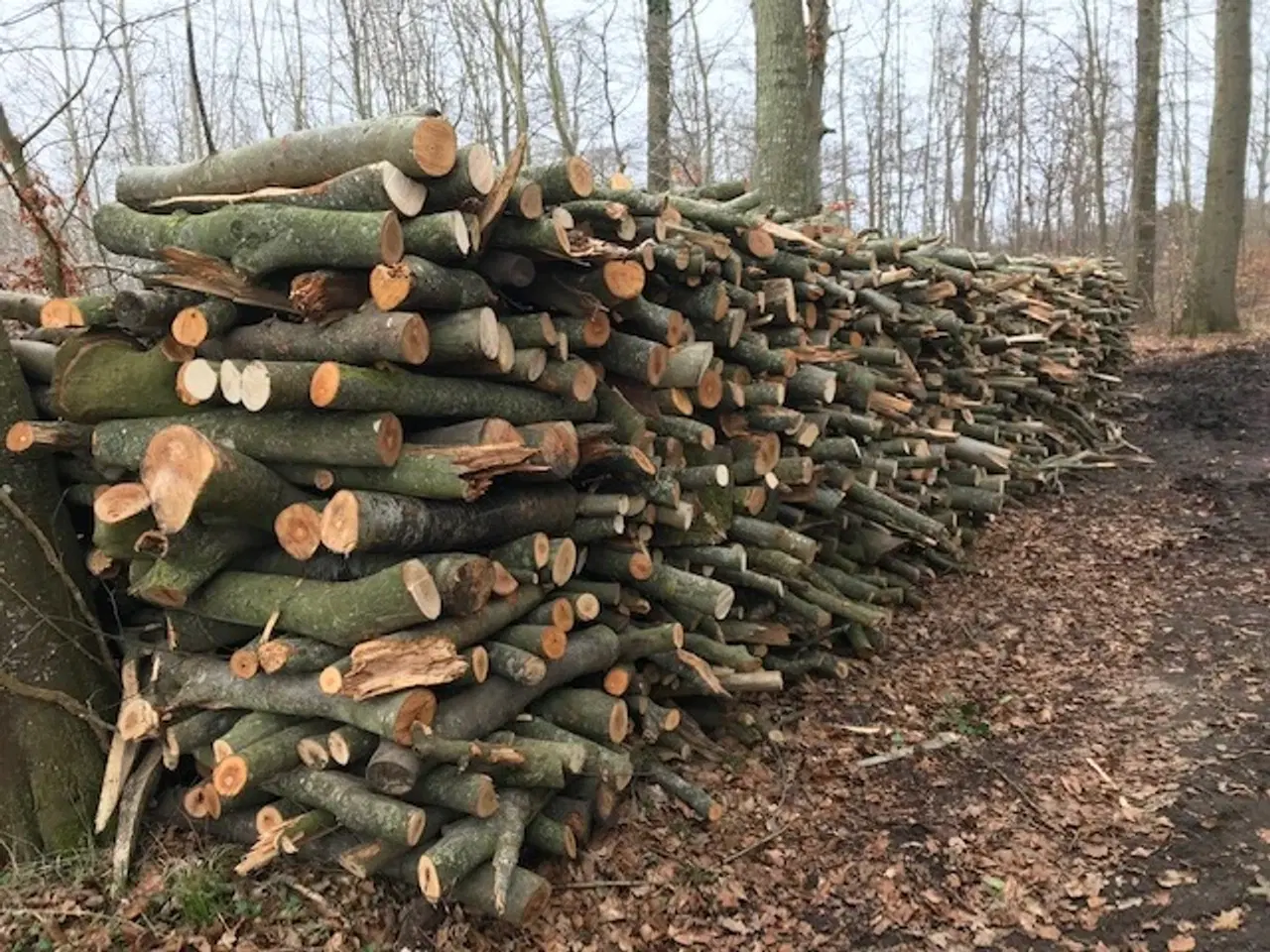 Billede 1 - Nyskovet bøg