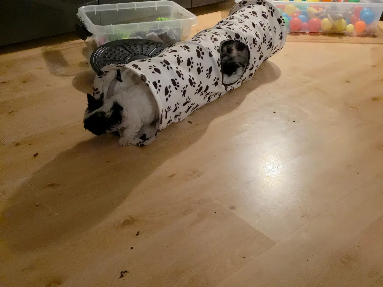 Billede 4 - Biewer Yorkshire terrier