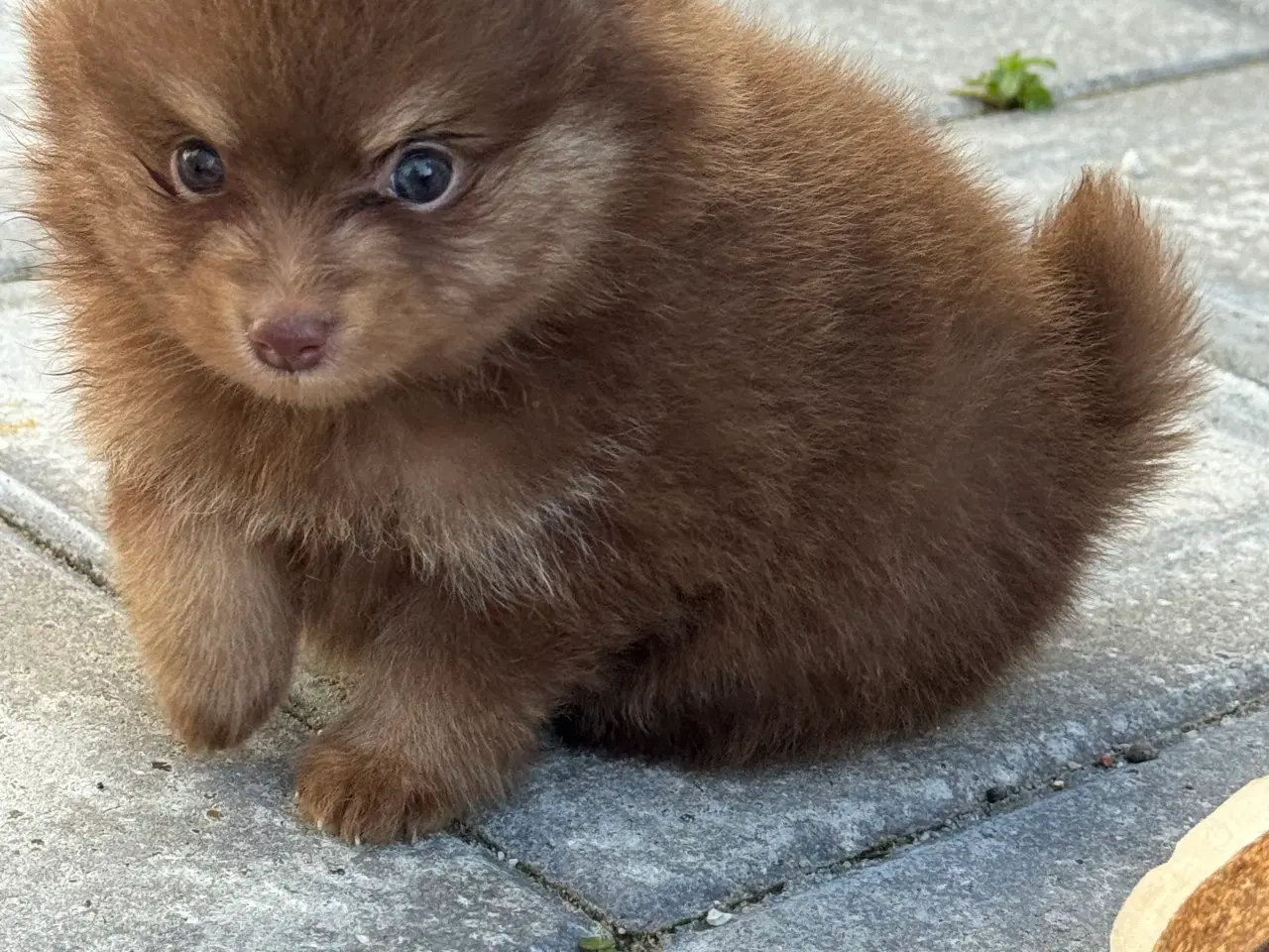 Billede 9 - Pomerania hvalpe 1 pige tilbage