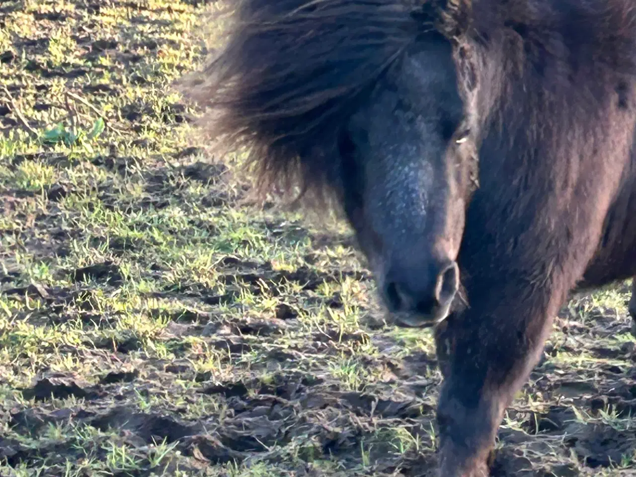 Billede 17 - Skøn mini shetlænder hoppe sælges 