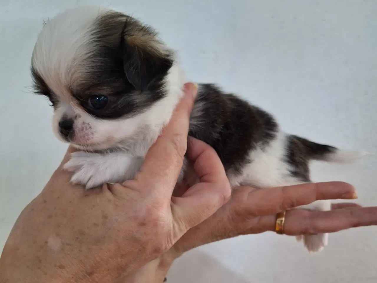 Billede 2 - Chihuahuablandinger