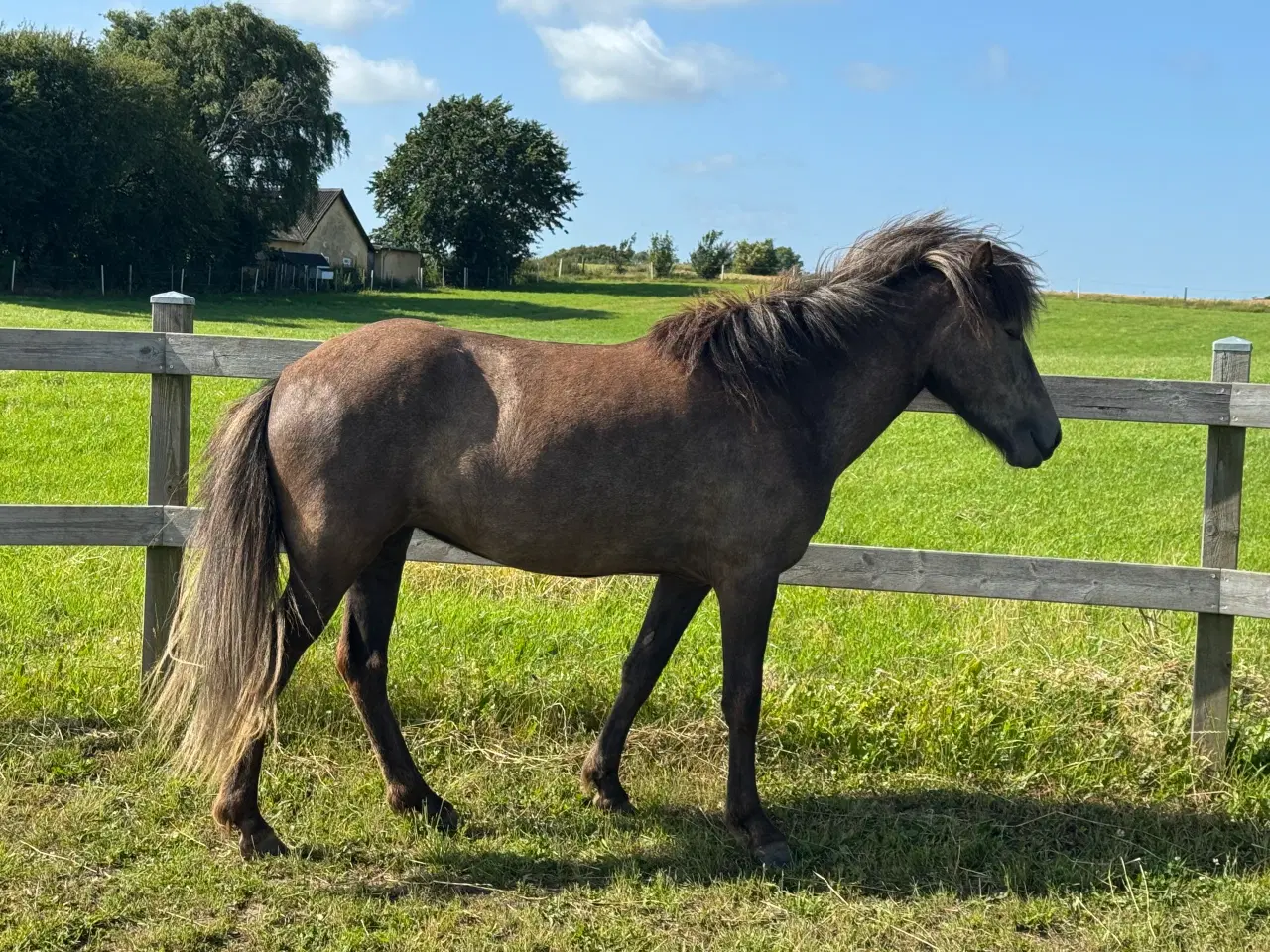Billede 3 - Lækker 4 års islænder hoppe