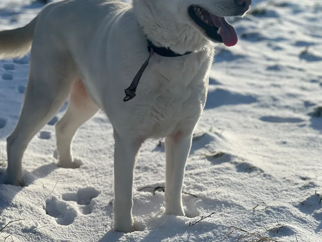 Billede 5 - Labrador blandning 