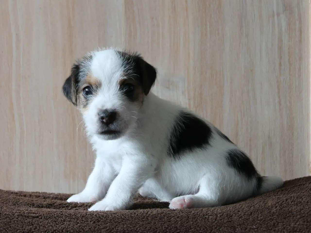 Billede 11 - Jack Russel Hvalpe