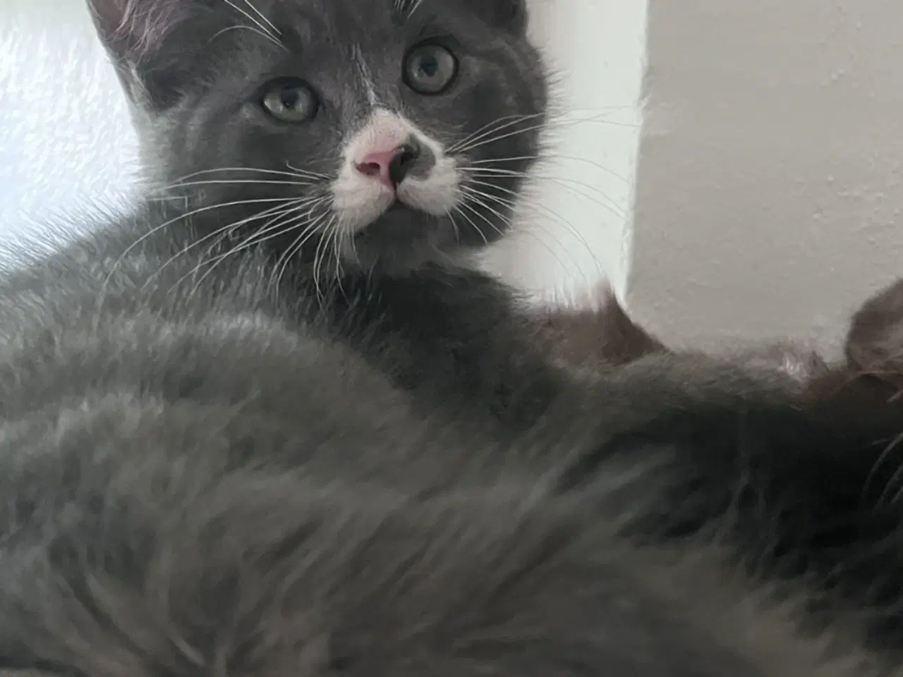 Billede 1 - Maine coon blanding