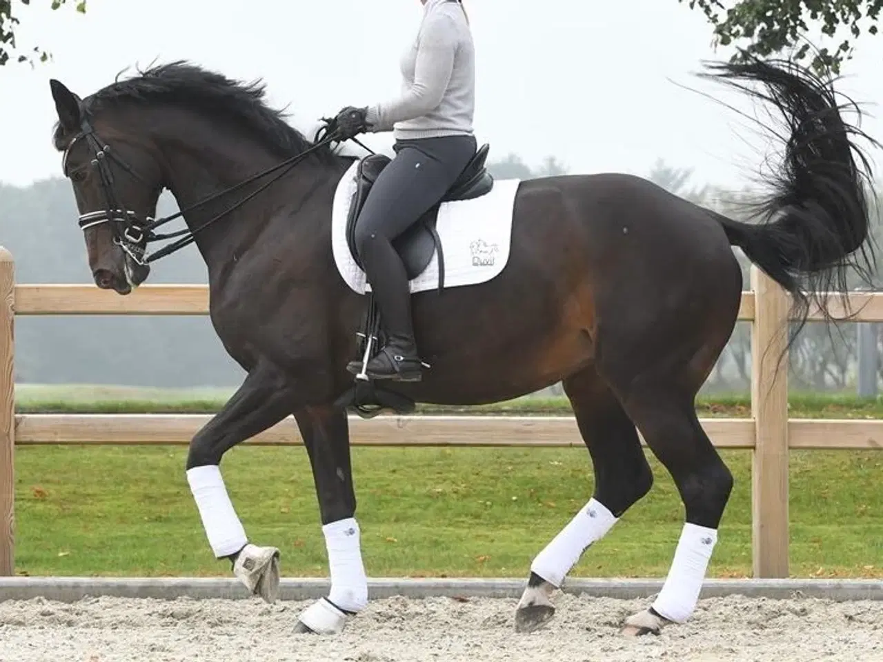 Billede 6 - Dansk Varmblod føl