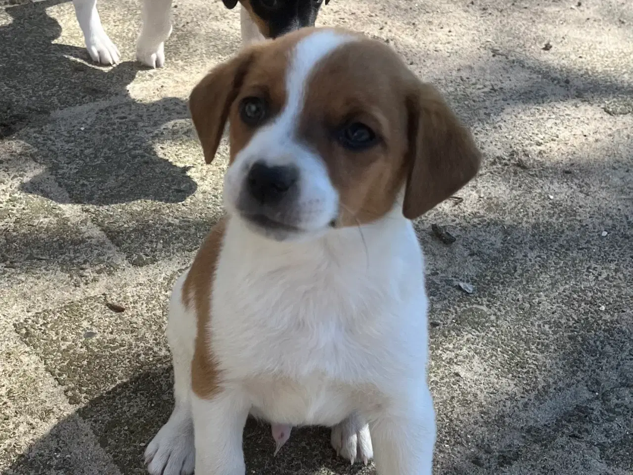 Billede 4 - 4 dejlige hanner 