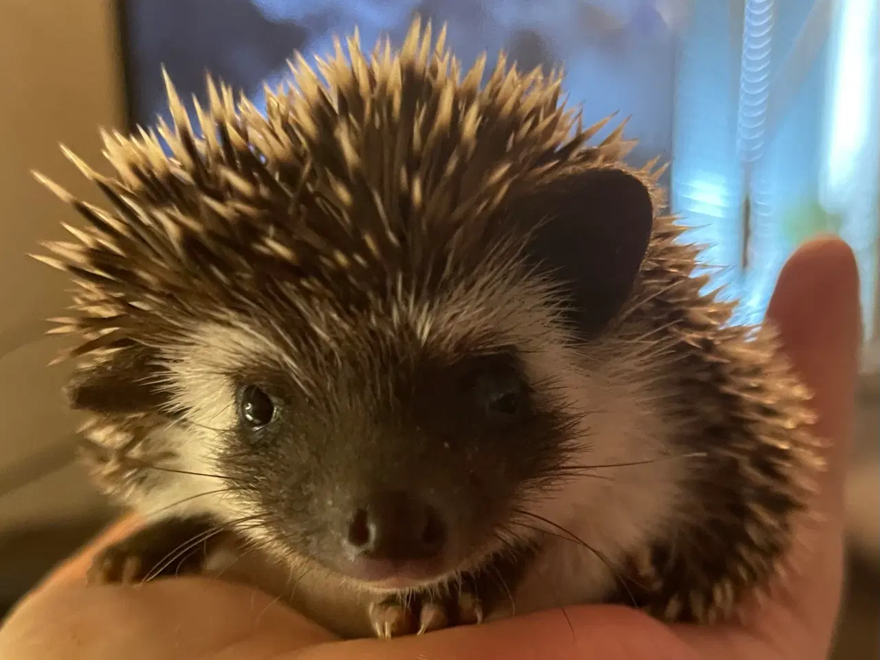 Billede 1 - Afrikansk Pygmæ Pindsvin