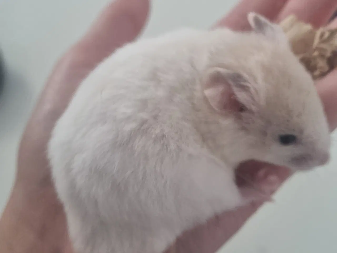 Billede 5 - Hamster unger sælges 