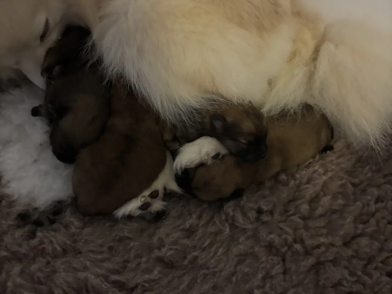 Billede 8 - Pomeranian hvalpe 4 drenge